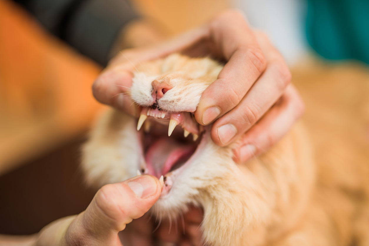 Analyse d'article - Dentisterie féline : êtes-vous...
