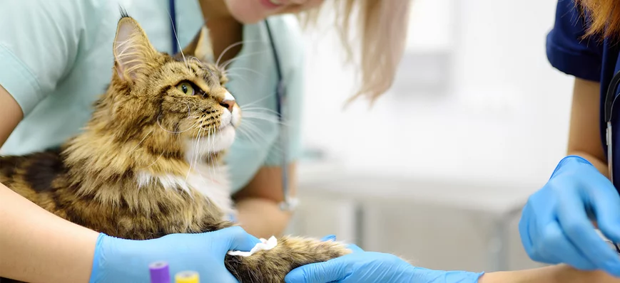 Délégation d'actes vétérinaires aux ASV : ça devie