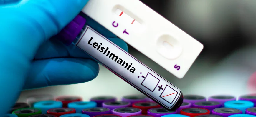 Leishmaniose canine : les bons réflexes, de la pré