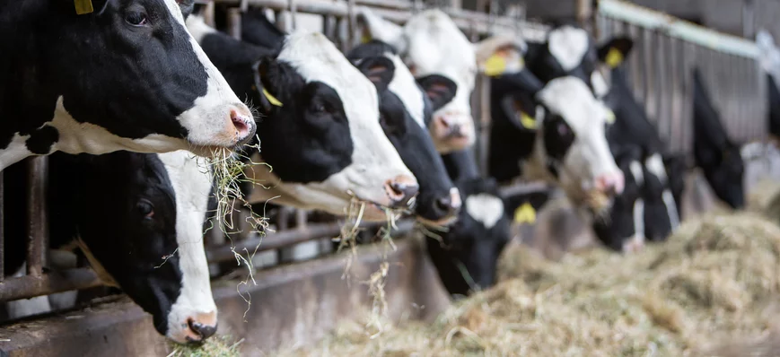 Déplacement de caillette chez la vache : diagnosti