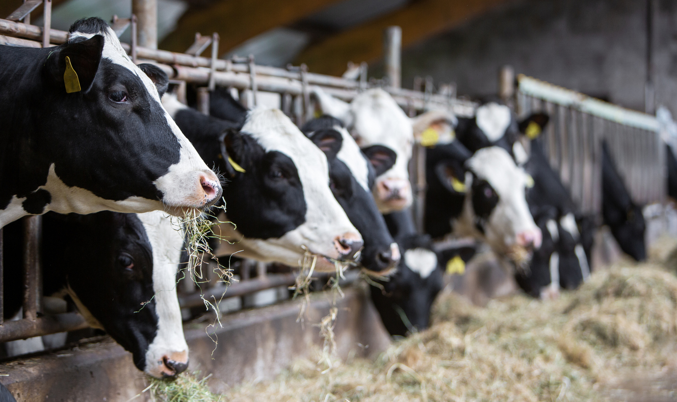 Déplacement de caillette chez la vache : diagnosti...