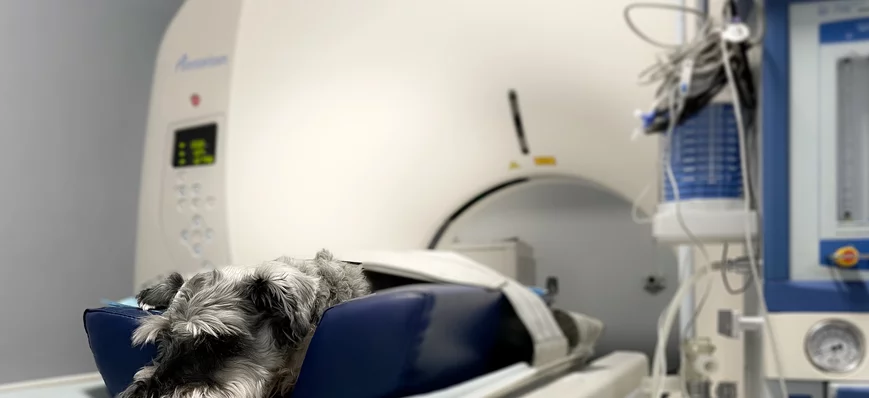 Prise en charge initiale de l'épilepsie chez le ch