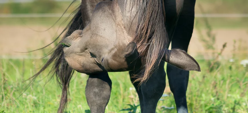 Virus du Nil occidental chez le cheval : que faut-