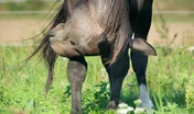 La prévention repose essentiellement sur des mesures visant à limiter l’exposition des chevaux aux moustiques.