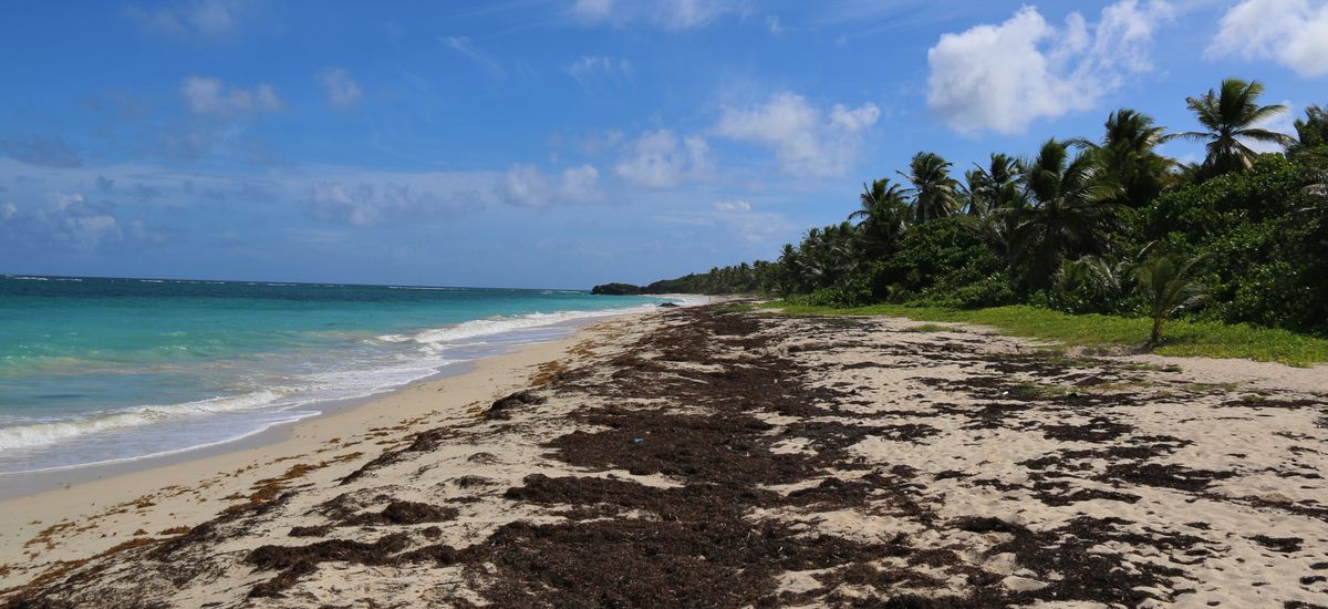 Comment Les Caraïbes Combattent Les Sargasses Tour Hebdo