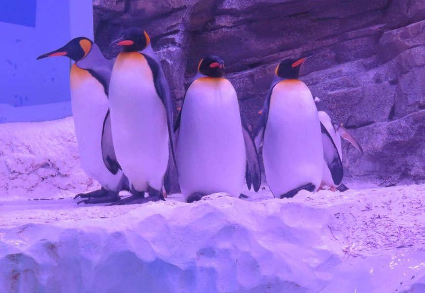 Val d’Europe, l’aquarium Sea Life est prêt pour une réouverture le 16 ...